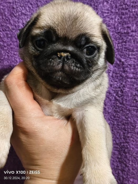 Очаровательные щенки мопса.