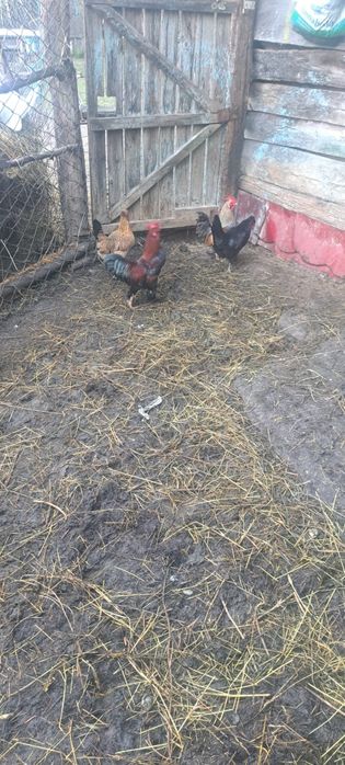 Vind perechi gaini piticesti