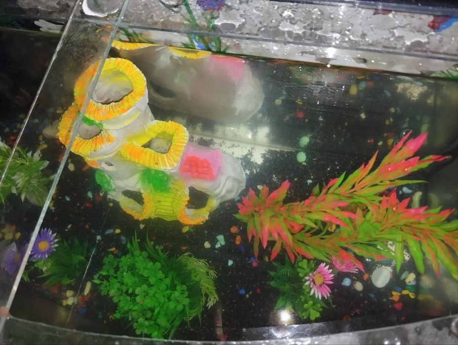 Akvarium sotiladi (komplekt)