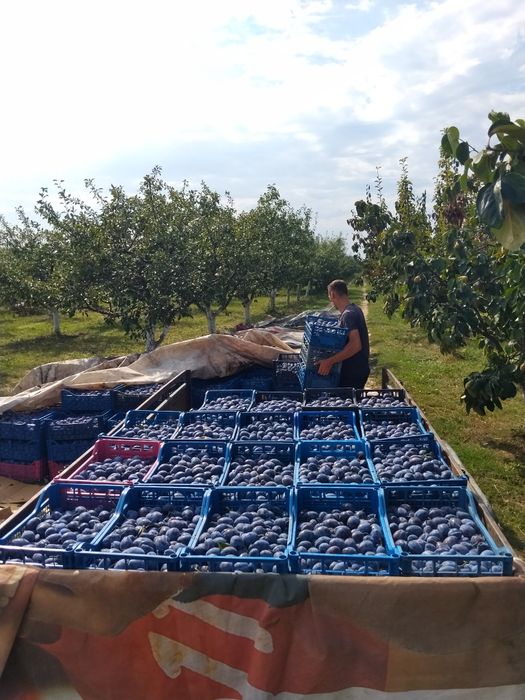Pere și prune pentru țuică