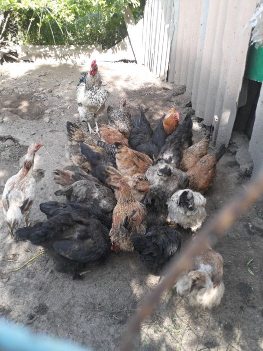 Продам курей домашние