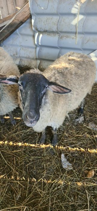 Oi sufolk 3 ani 2900 lei