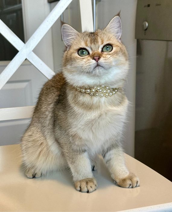 Fetita superba british shorthair golden chinchilla! Pedigree  WCF