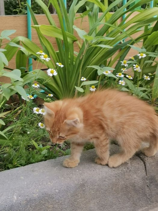 Отдам котят в добрые руки