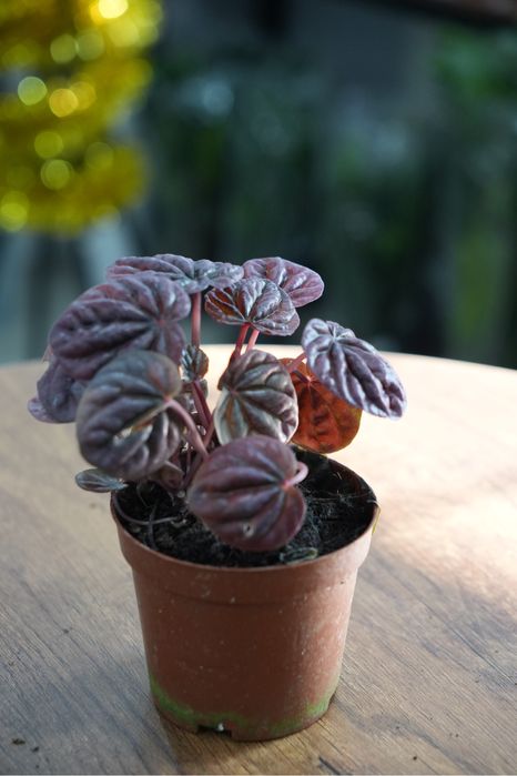 Пеперомия ред луна