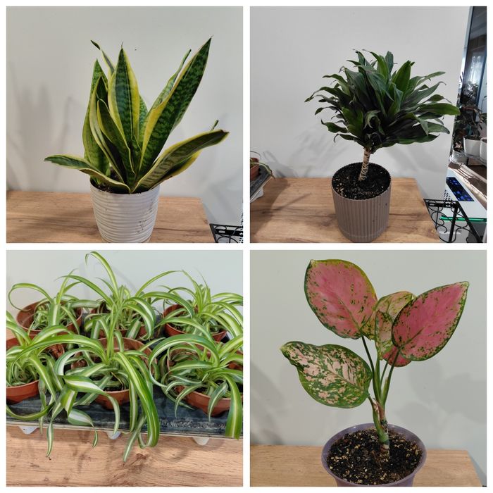 Комнатные растения