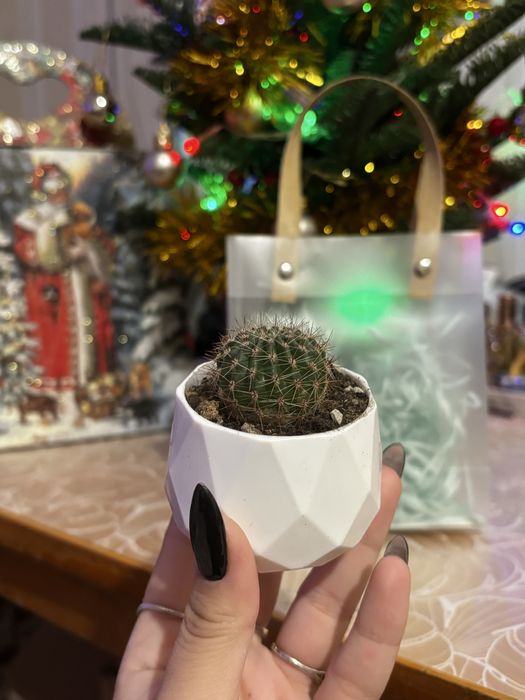 Кактус - живой подарок