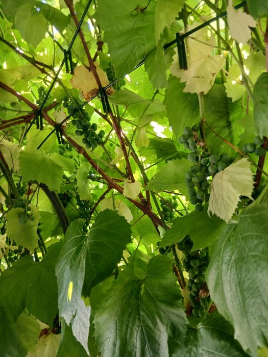 Продам большой дом