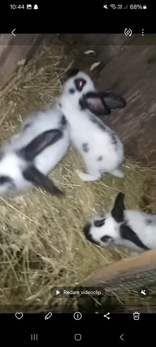 De vânzare iepuri