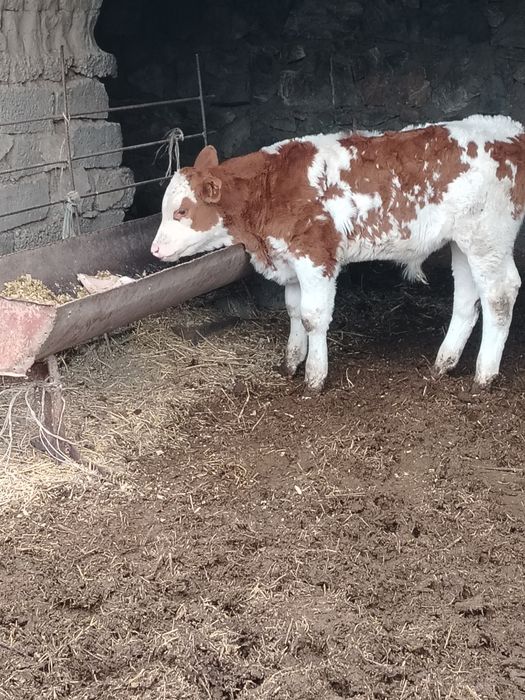 Semental buqqacha sotiladi