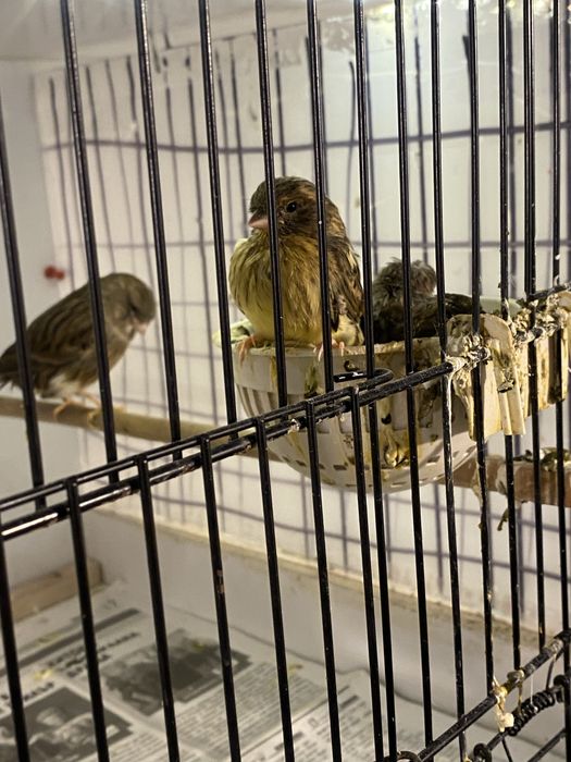 Канарчета Глостер