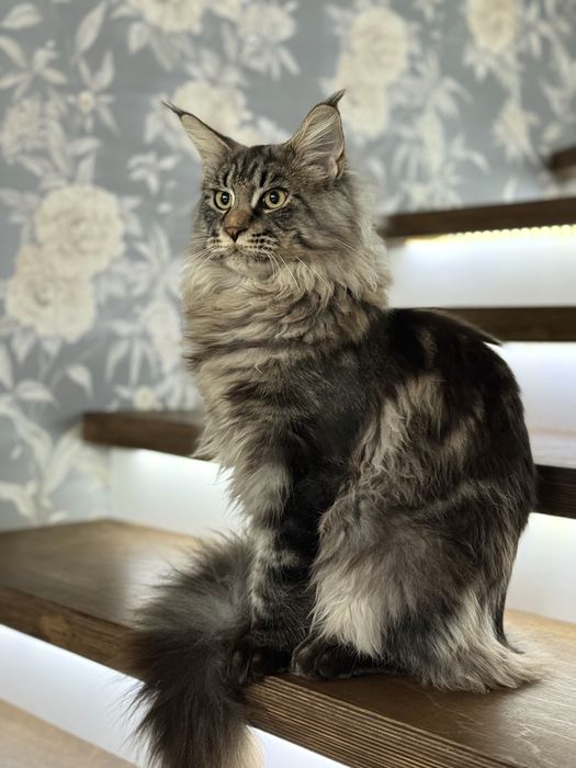 Потрерялся кот . Мейн кун