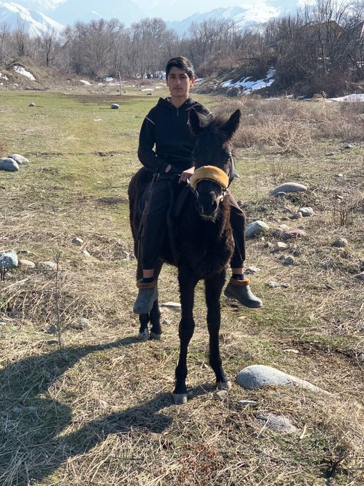 Продается лошадь