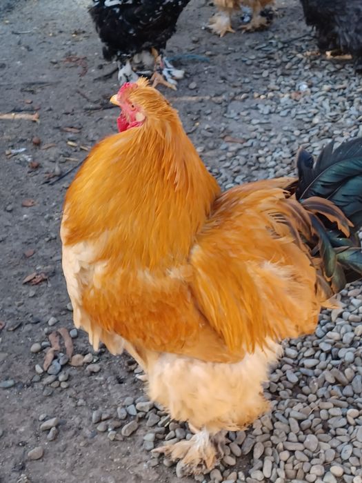 Vand doi cocosi strumschi porțelan și unu brahma galben