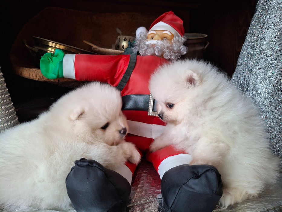 Померан мъжки кученца