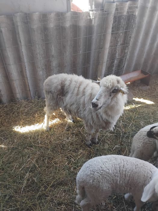 De vânzare miei înțărcați