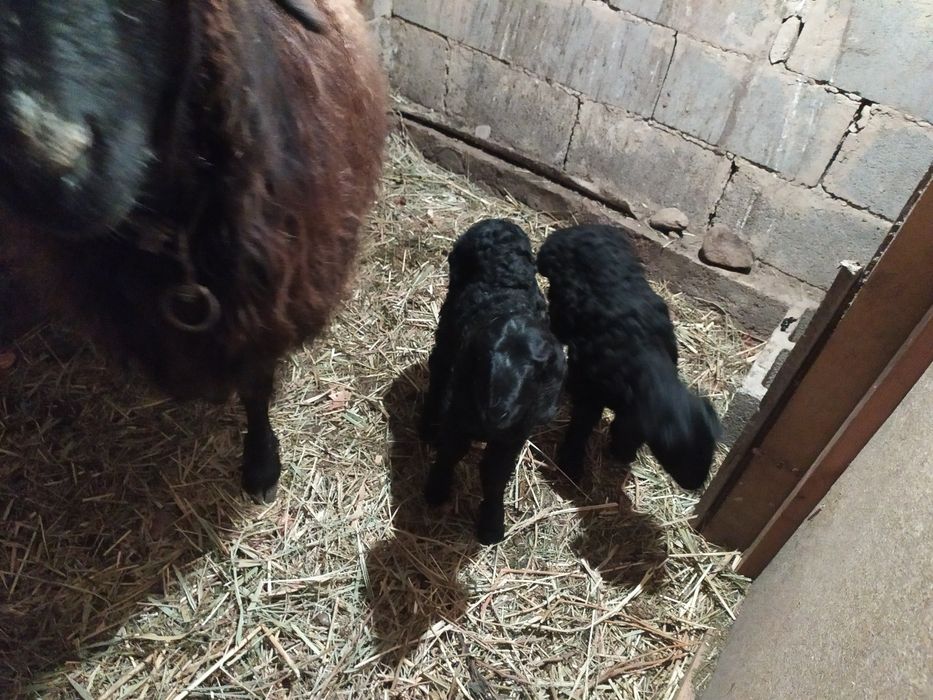 Гиссар. Қой қозысымен сатам