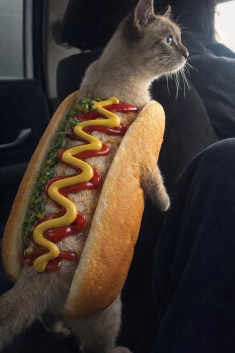 Отдам котят несколько