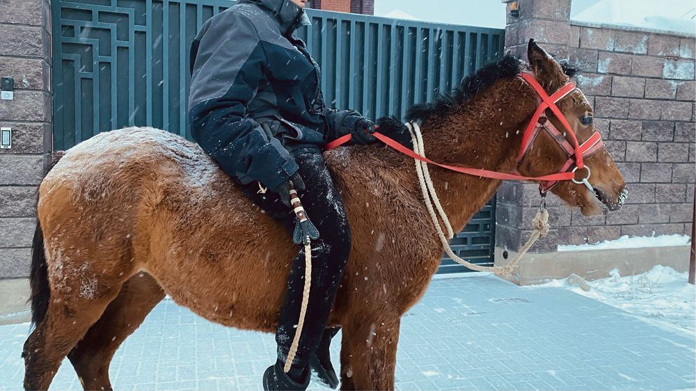 Лошадь 2 головы