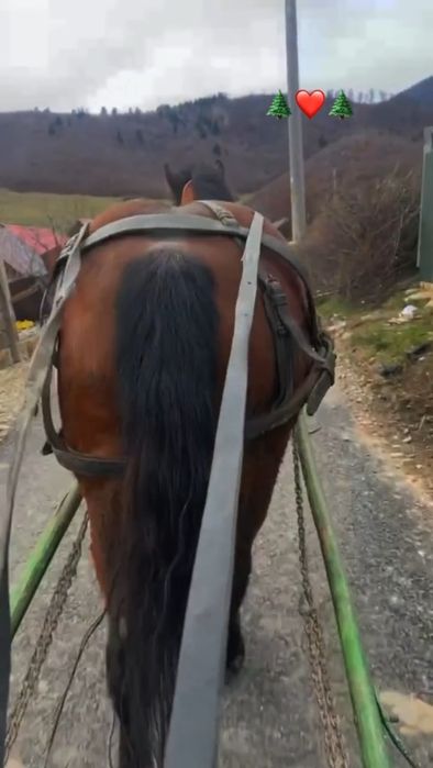 Manză de 3 ani de  vânzare învățată la ham.