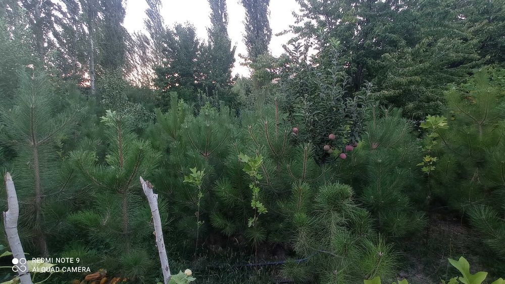 Манзаралар дарахт ва арчалар