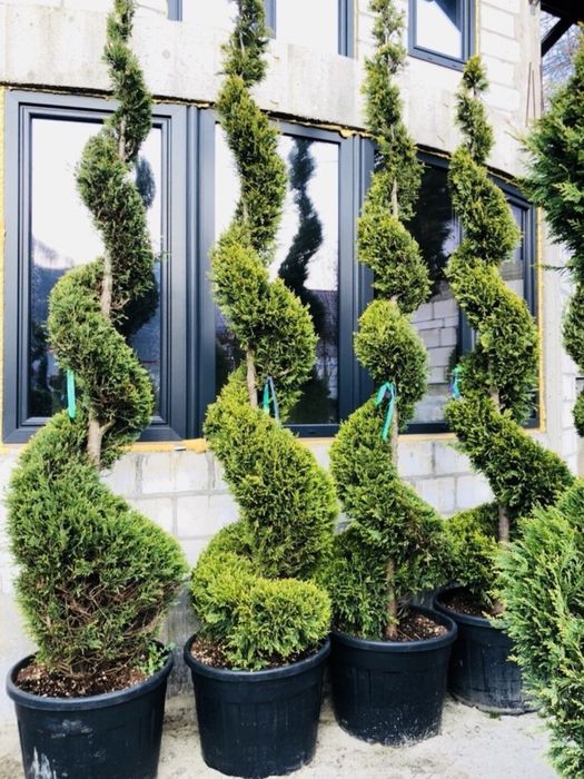 De la grădini mici la spații verzi mari – plante ornamentale sănătoase