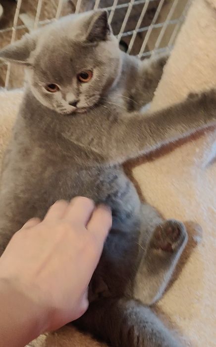 Котенок  3.5 мес британская девочка