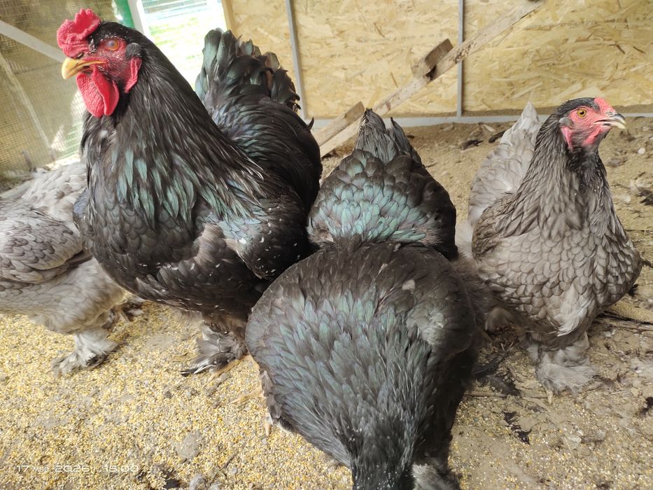 Инкубационные яйца, тухумлар  Брама