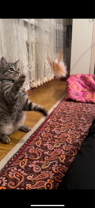 Отдам котика ТОЛЬКО добрые руки