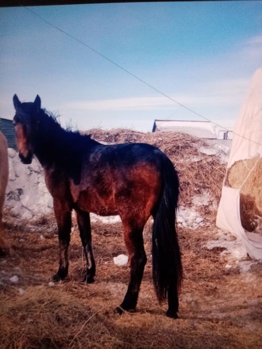 Кунан байтал сатылады
