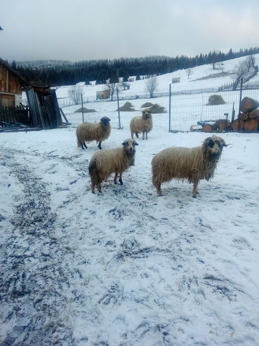 Vând 3 oi și un berbec