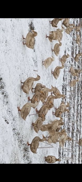 100 штук уйректер