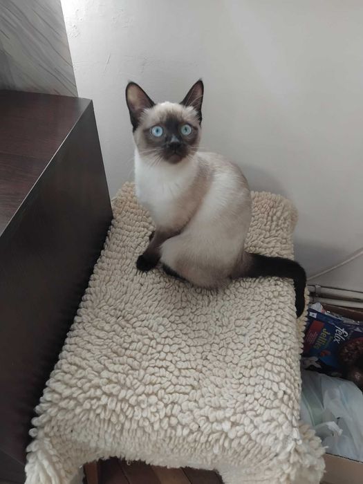 Продавам сиамски котета