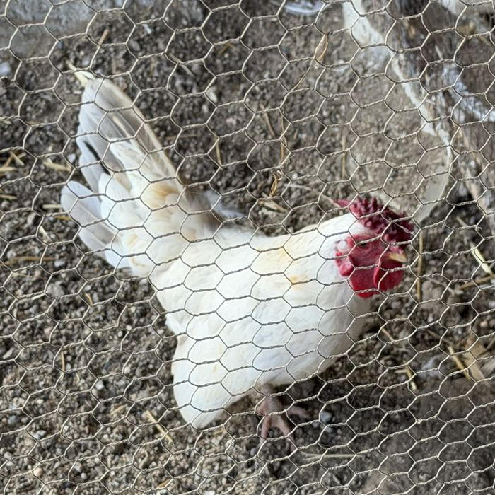 Мини петел и кокошка