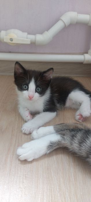 Очень ласковая кошечка с котенком!