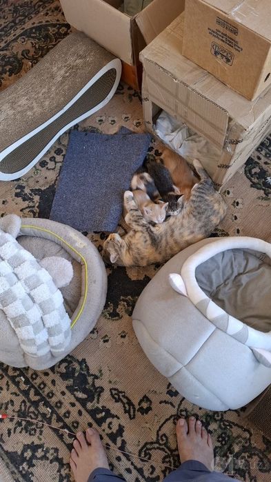 Милые котята,отдам даром в хорошие руки.