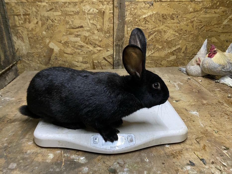 Masculi hycole pentru monta