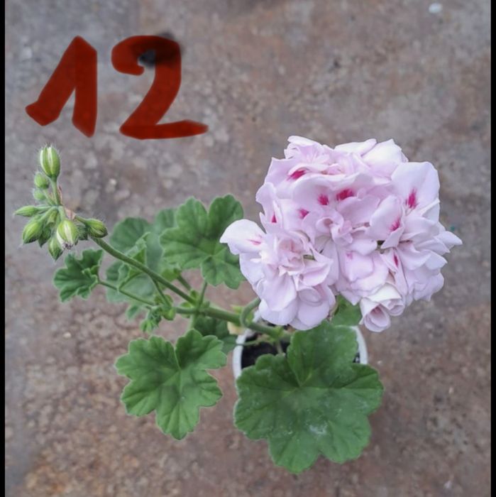 Сакъзче / каскадни мушката – висящи цветя балкон розов червен бял сакъз