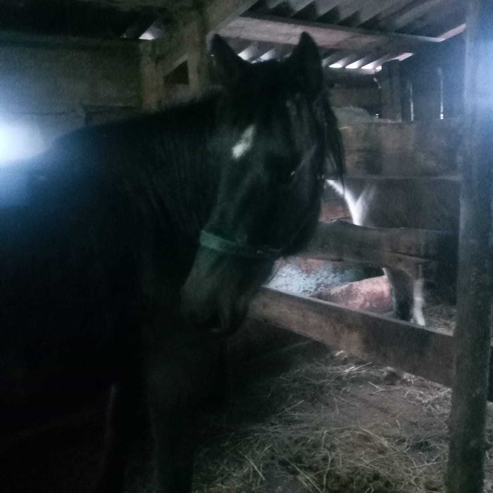 Продаются лошади!!!