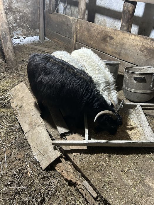 Поодаю коз 9 голов