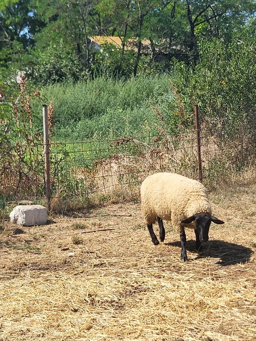 Vând mieluță suffolk