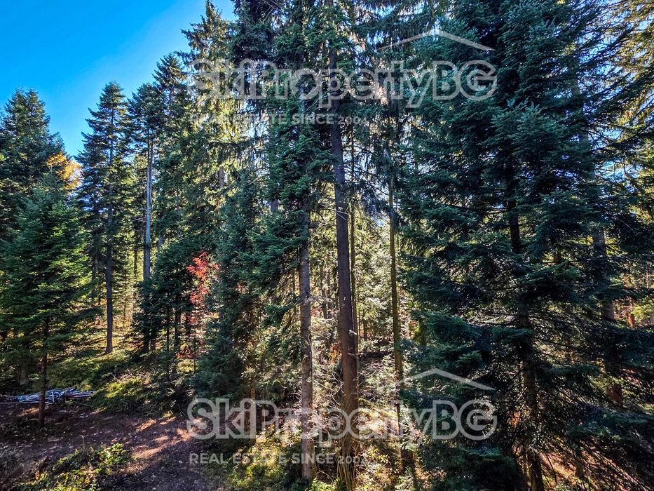 Апартаменти сред боровата гора в Боровец!