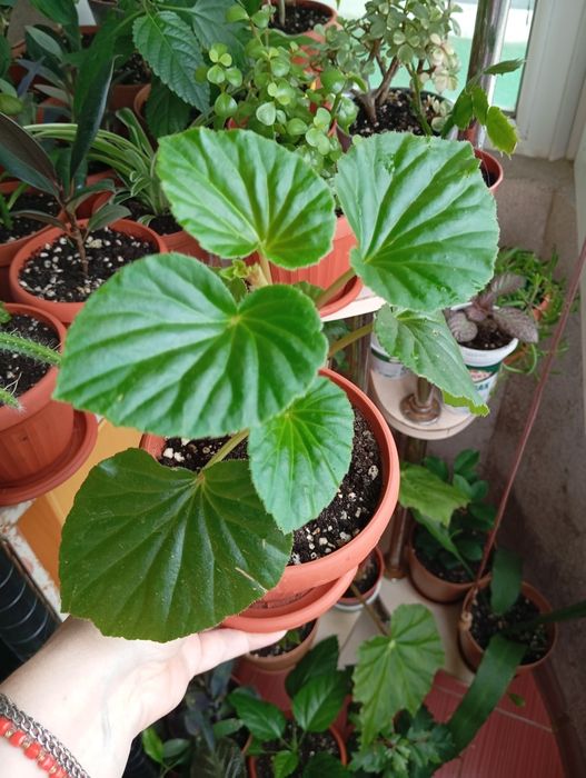 Продам комнатные растения