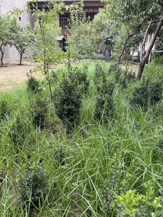 Shamshod sotiladi oziga qarab har xil razmerda bor