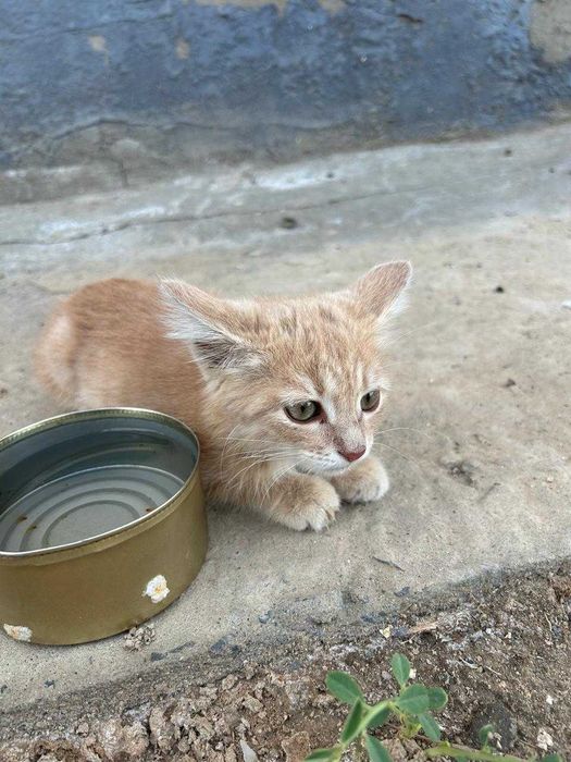 котенок в добрые руки