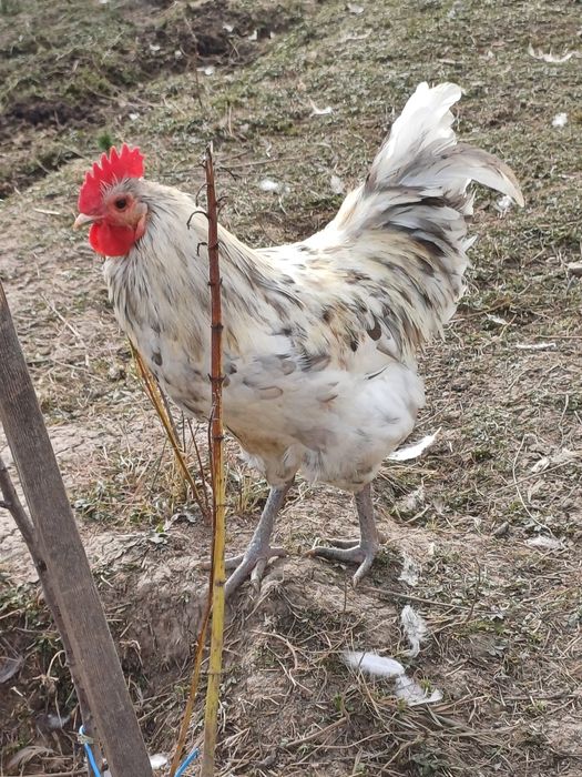 Cocos austrolop deosebiti