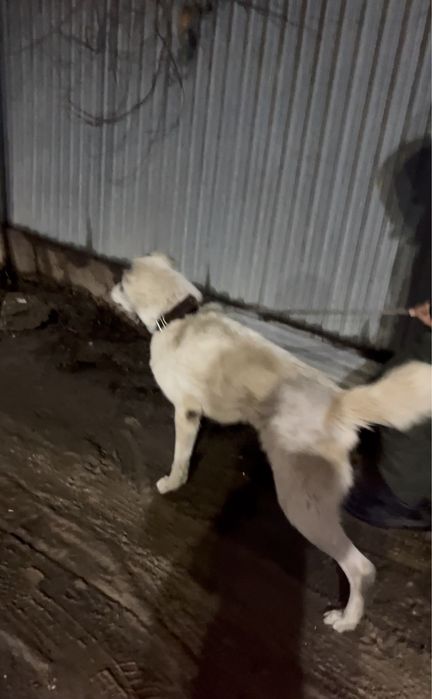 Алабай сатылады срочно