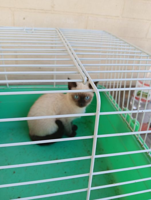 Отдам котят бесплатно