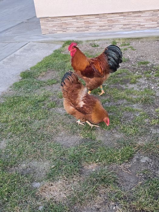 De vanzare familie sussex si new hampshire