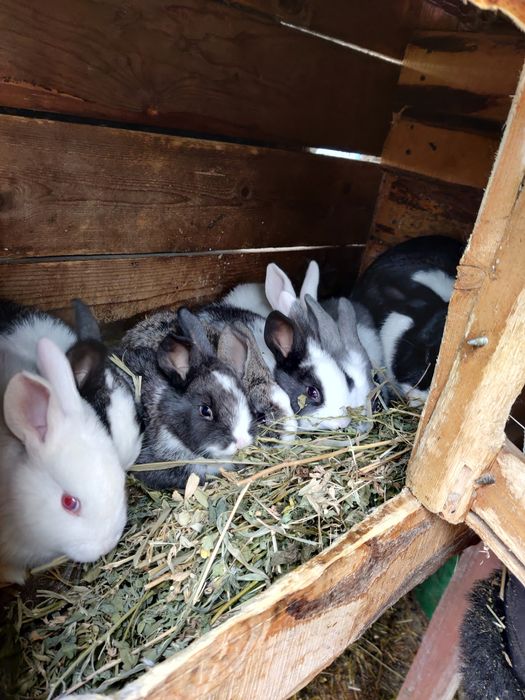 Vând iepuri încrucișați Hycole × Californian × Uriaș German